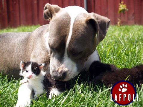 Pitbull and Kitten Friends Forever -by LAFPOLI 3-13-11