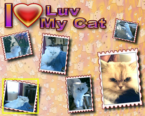 Personal Unique Gifts -- Photo Posters- I luv my cat -lainegennadesigns