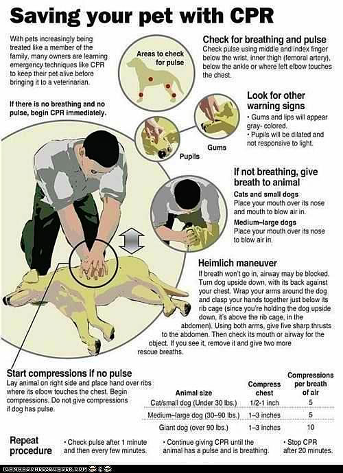 Save your pets life with CPR - LAFPOLI