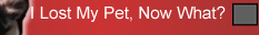 What to do if you lose your pet