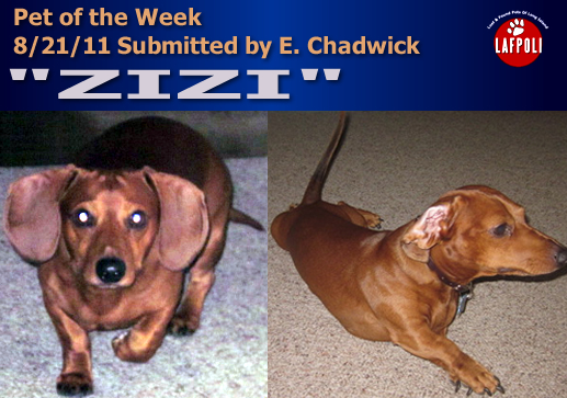 LAFPOLI PET OF THE WEEK! SUGAR!