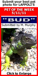 PET OF THE WEEK-- BUD 5-11-11